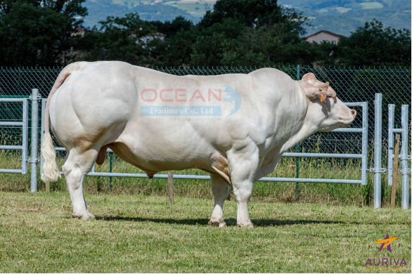 Tên đực giống: HARDI EXC