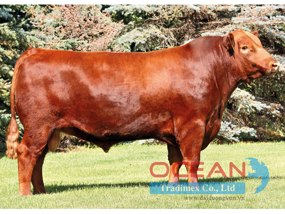 Tên đực giống: Red Brylor Big Wind 48W