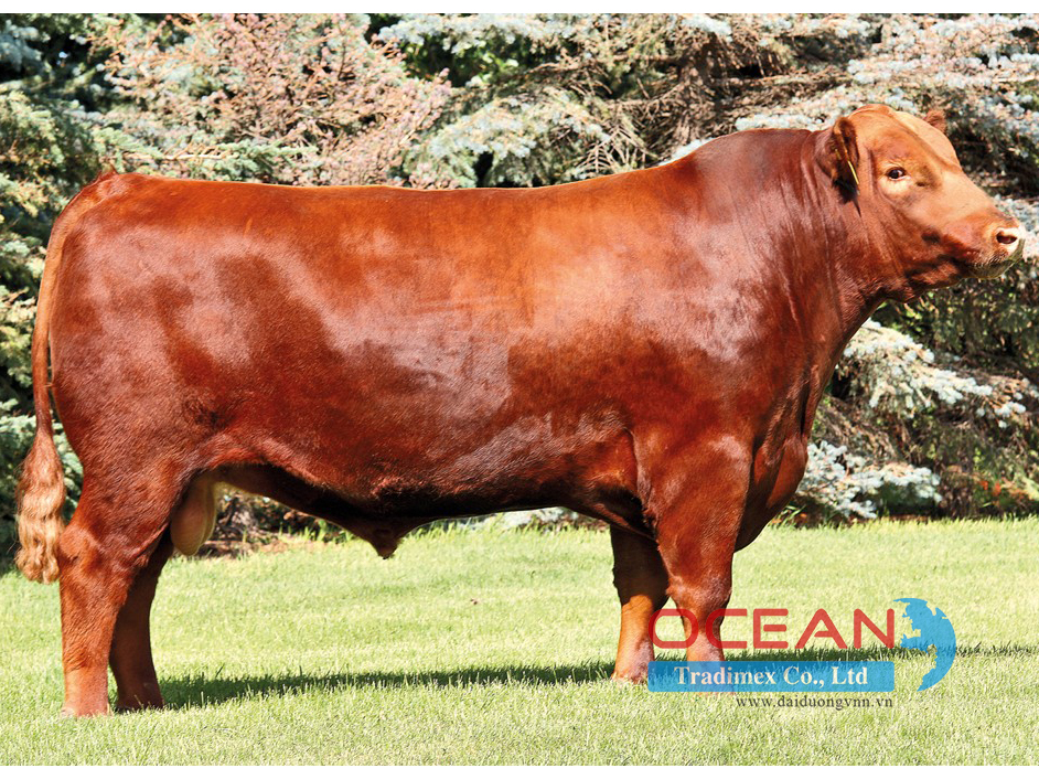 Tên đực giống: RED BRYLOR BIG WIND 48W