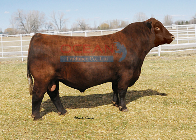 Tên đực giống: C-BAR ANTICIPATION 101W