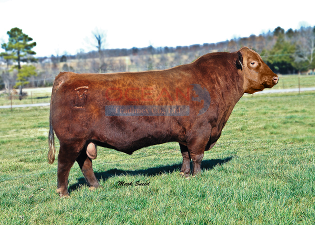 Tên đực giống: MUSHRUSH LOCK ‘N’ LOAD U213