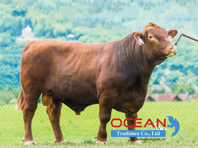 Tên đực giống: ARAB RED MZLU