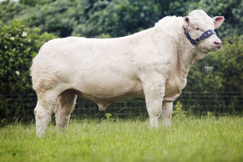 Tên đực giống: LEWIS