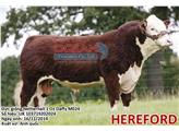 Tinh bò thịt Hereford