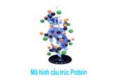 Mô hình cấu trúc Protein