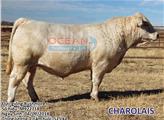 Tinh bò thịt Charolais