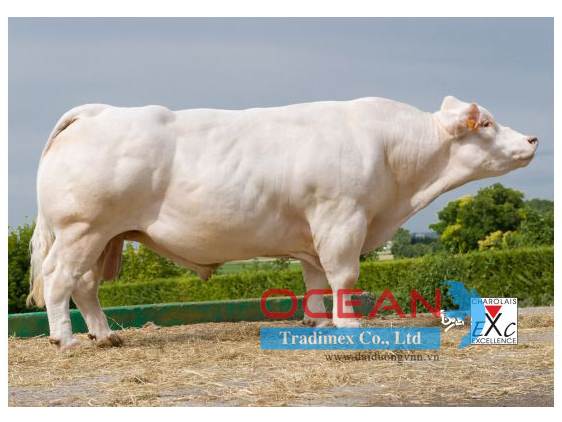 Tên đực giống: ALOES