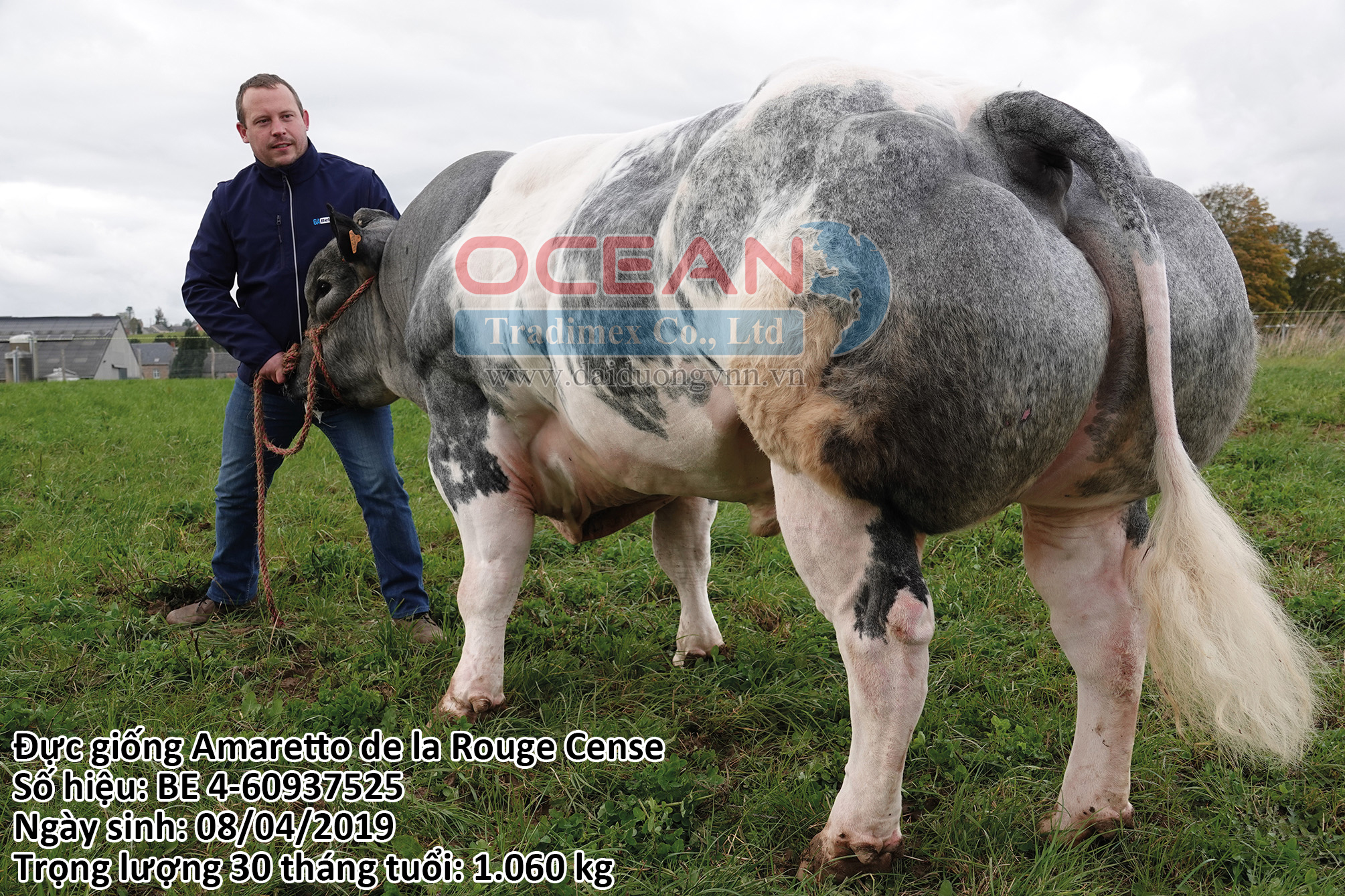 Amaretto De La Rouge Cense