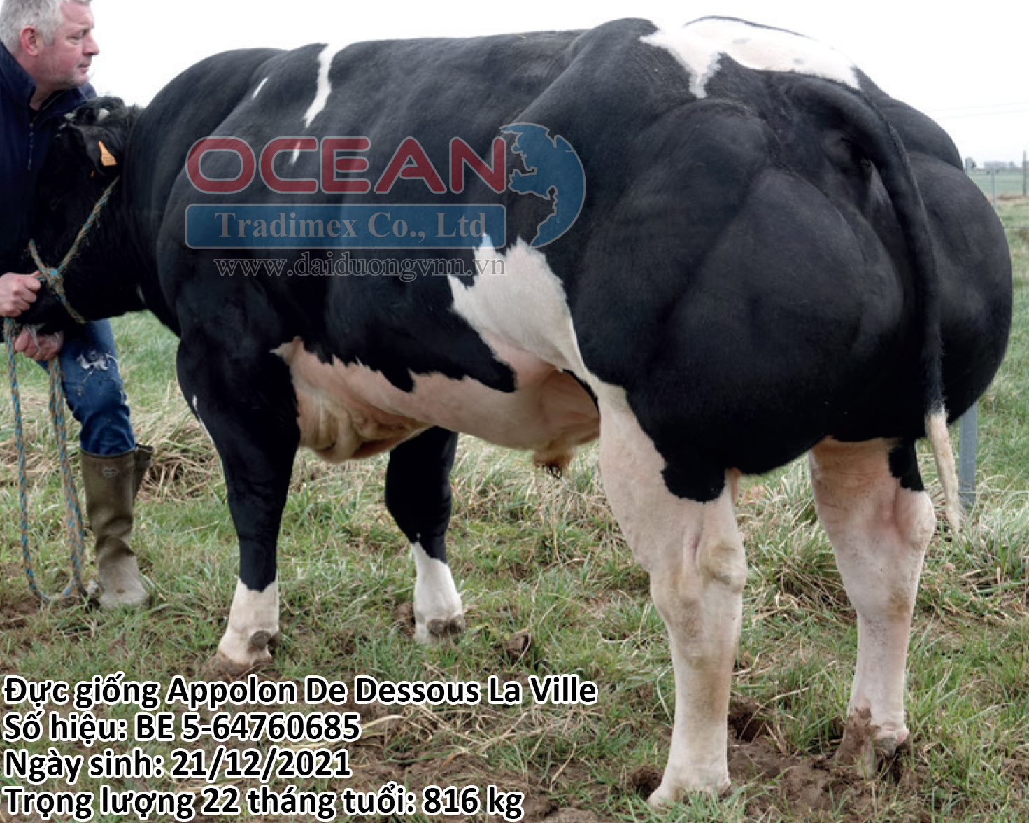 Appolon De Dessous La Ville