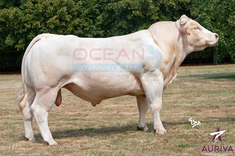 Tên đực giống: BLAISE