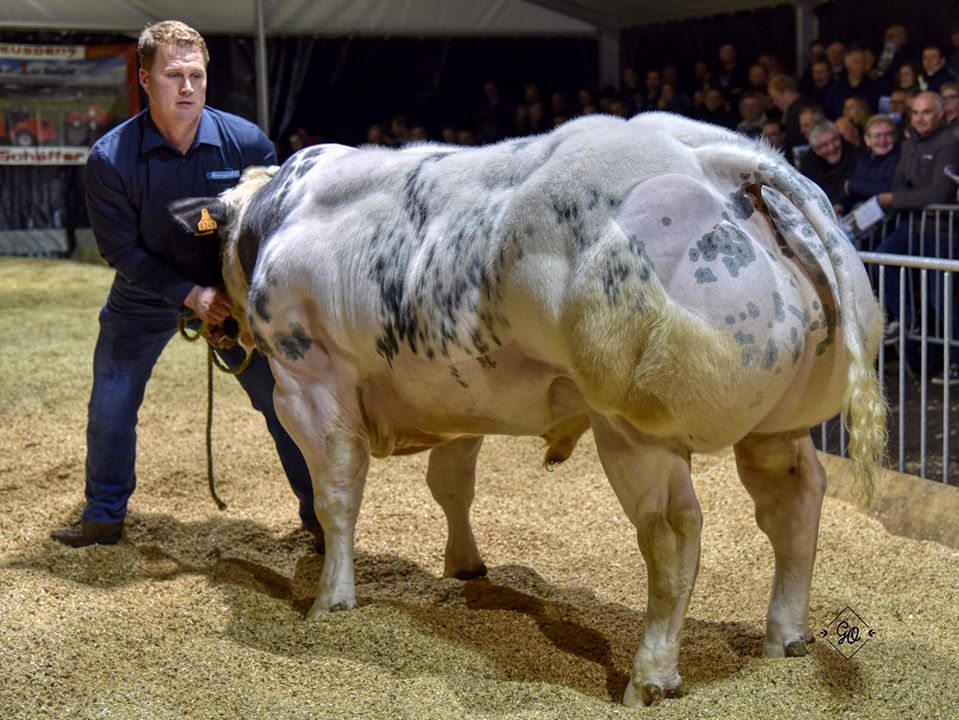 Đực giống Brillant de Roupage