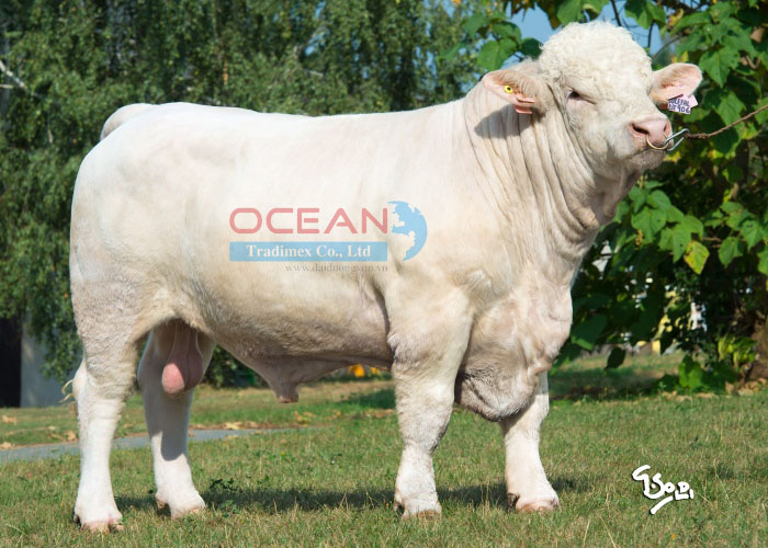 Tên đực giống: BUCEFAL AGROCHYT V