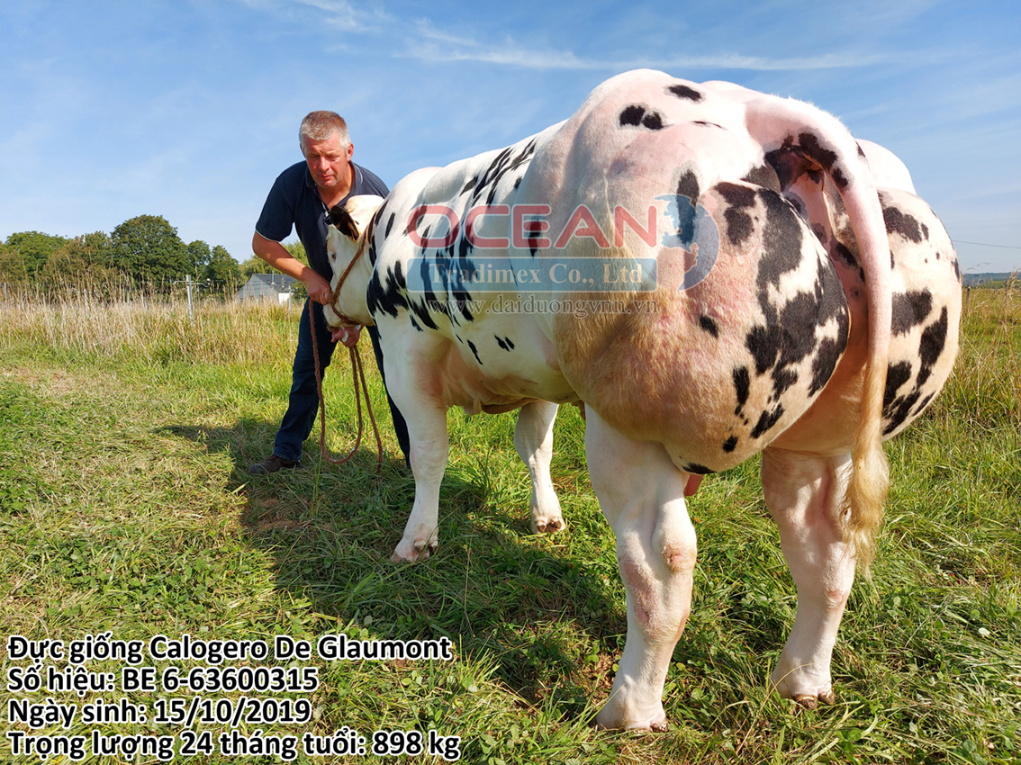 Calogero De Glaumont