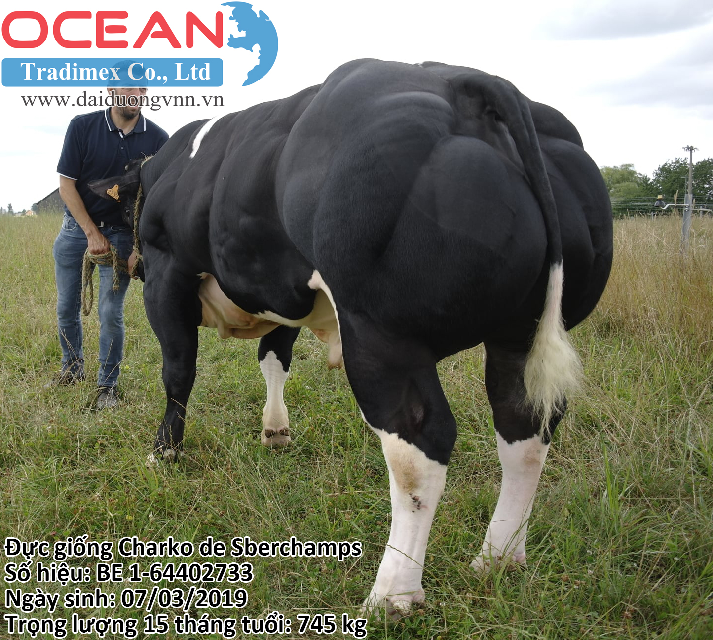 Đực giống Charko de Sberchamps