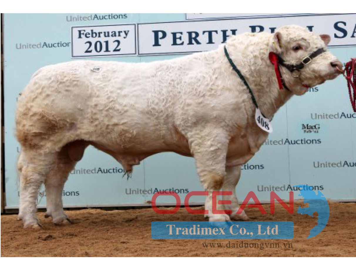 Tên đực giống: THRUNTON FAIRFAX