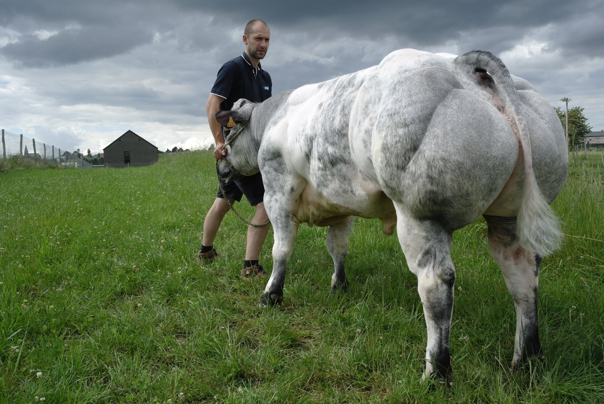 Đực giống Cognac De La Mandebras