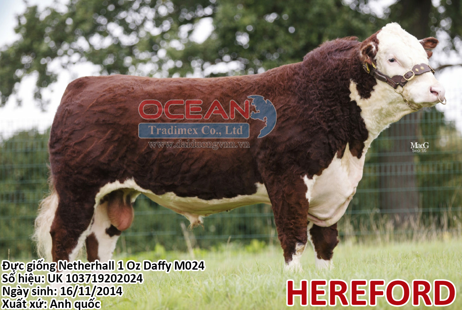 Đực giống Netherhall 1 Oz Daffy