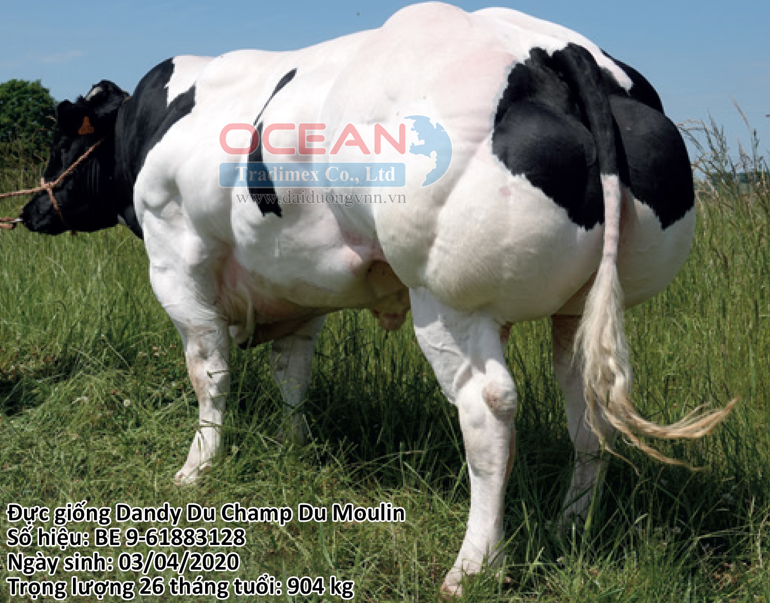 Dandy Du Champ Du Moulin