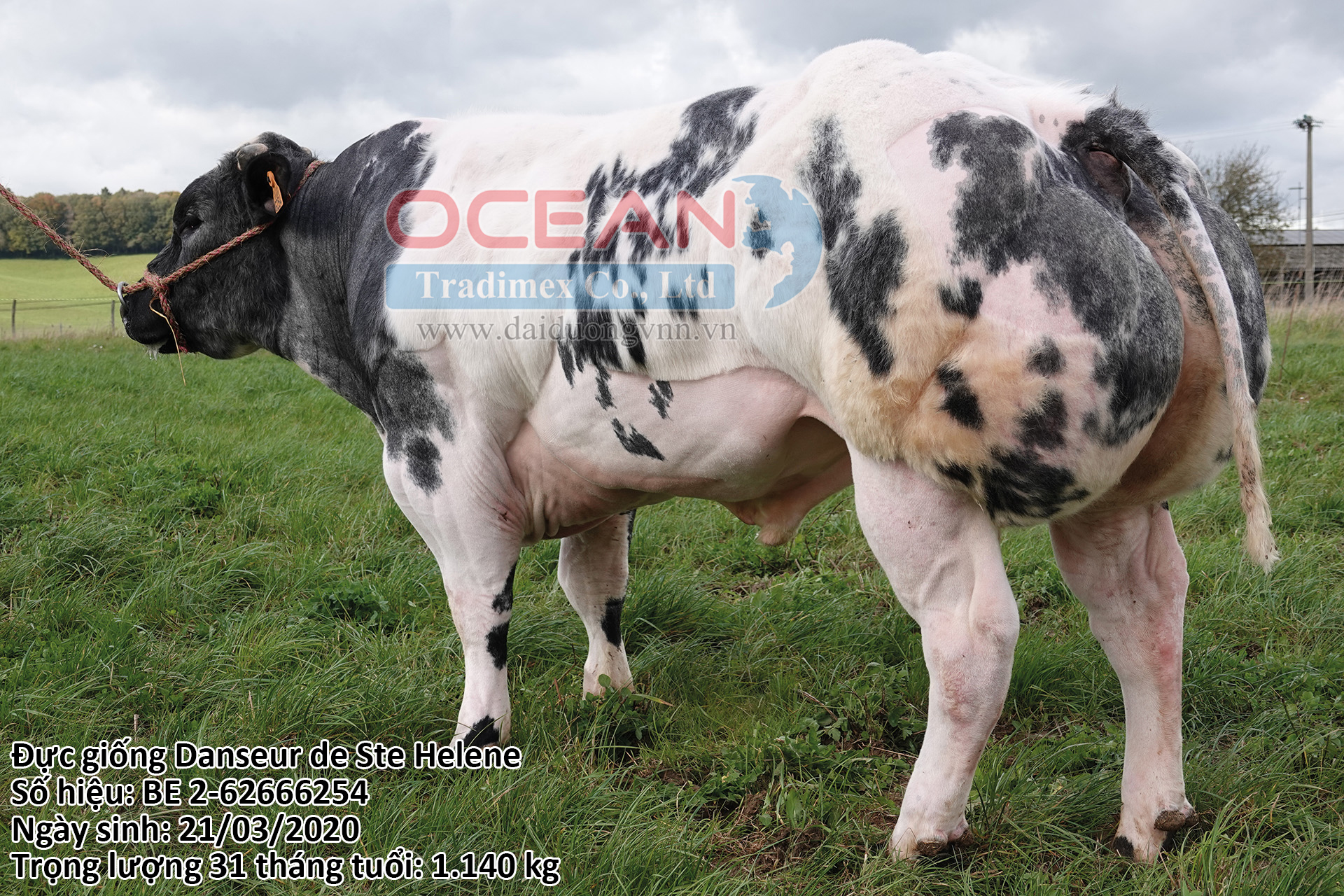 Danseur De Ste Helene