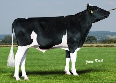 Đực giống Wiltor Dreamer ET