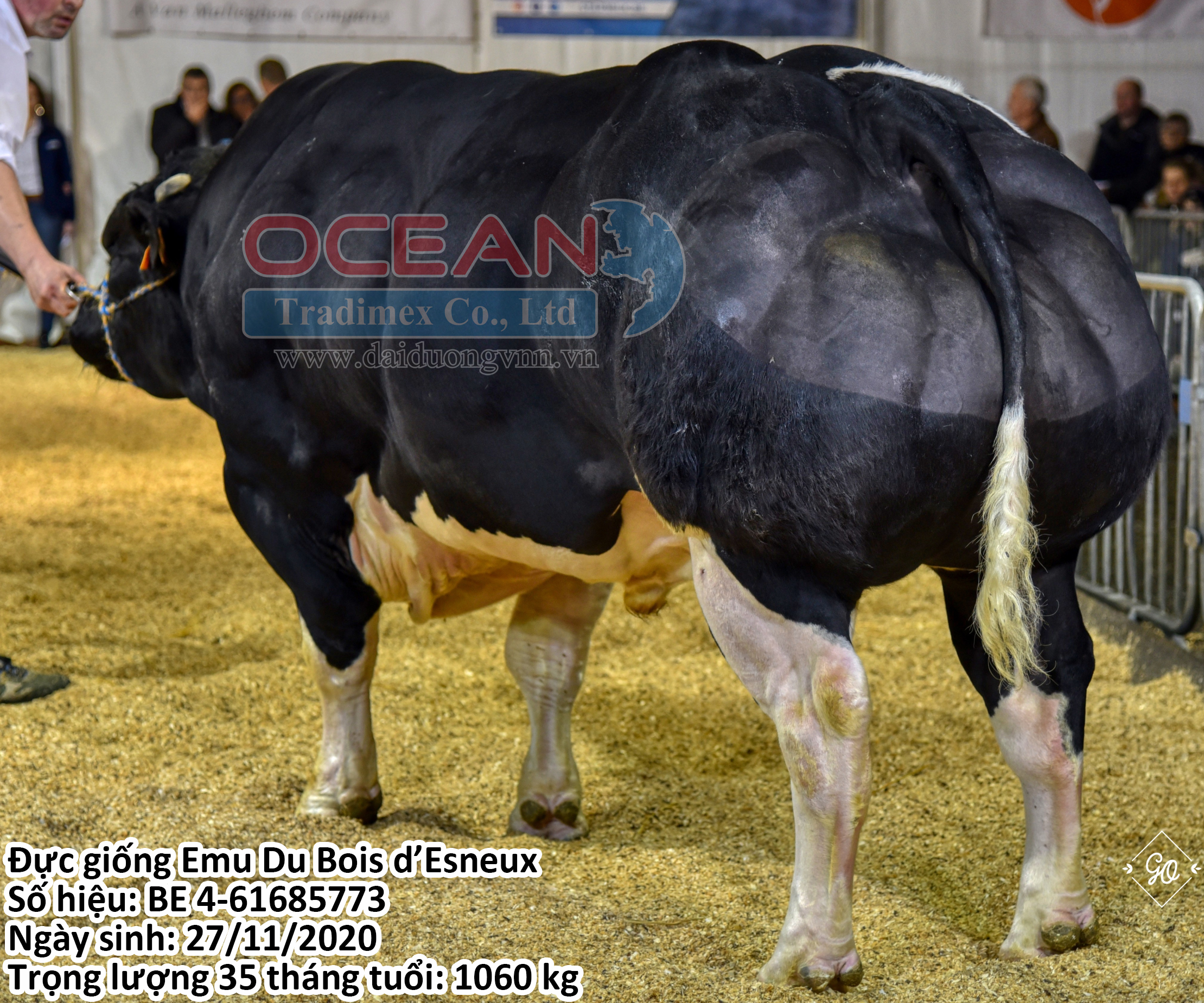 Emu Du Bois d'Esneux