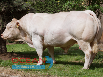 Tên đực giống: FARCEUR