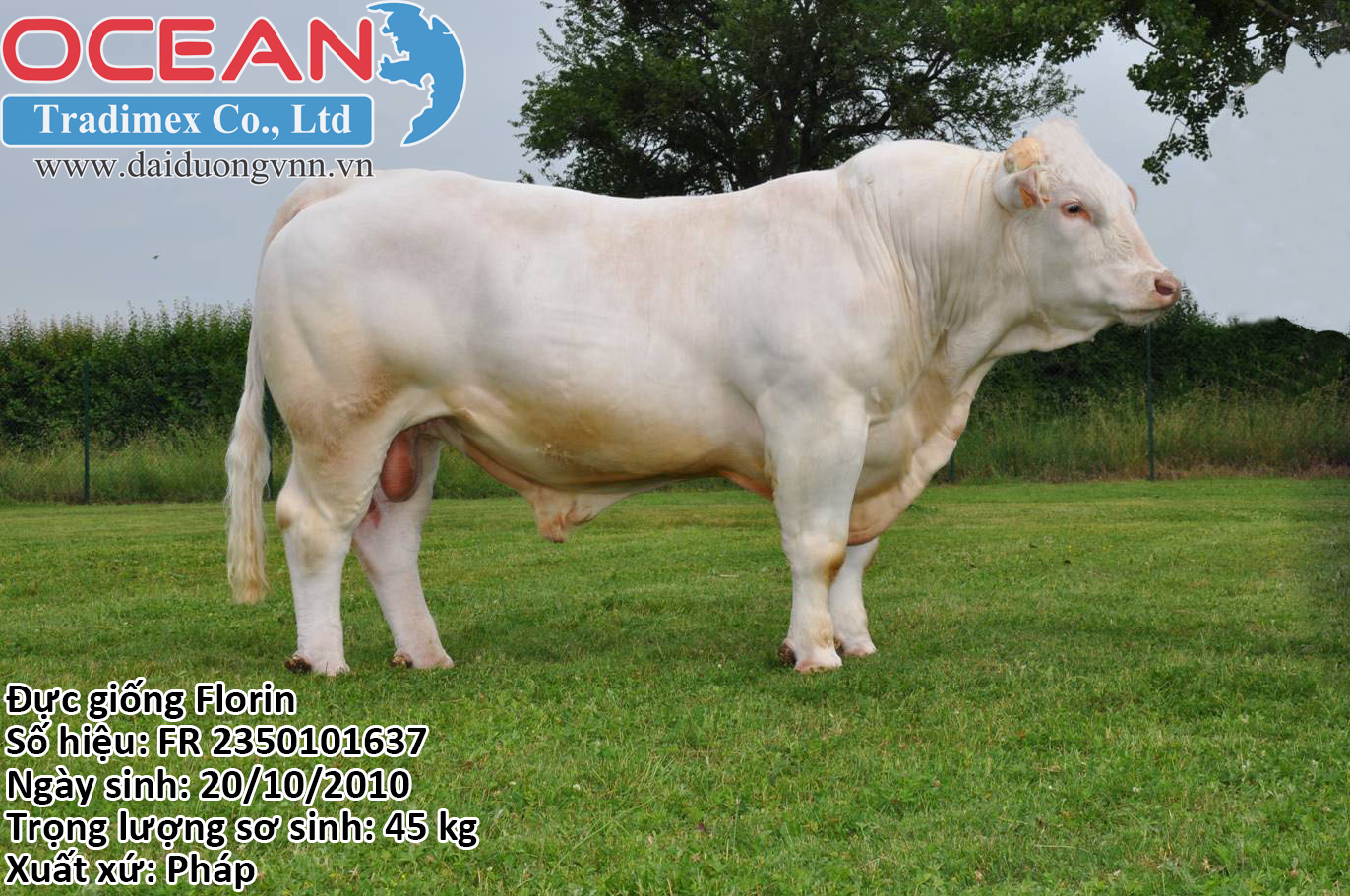 Tên đực giống: Florin
