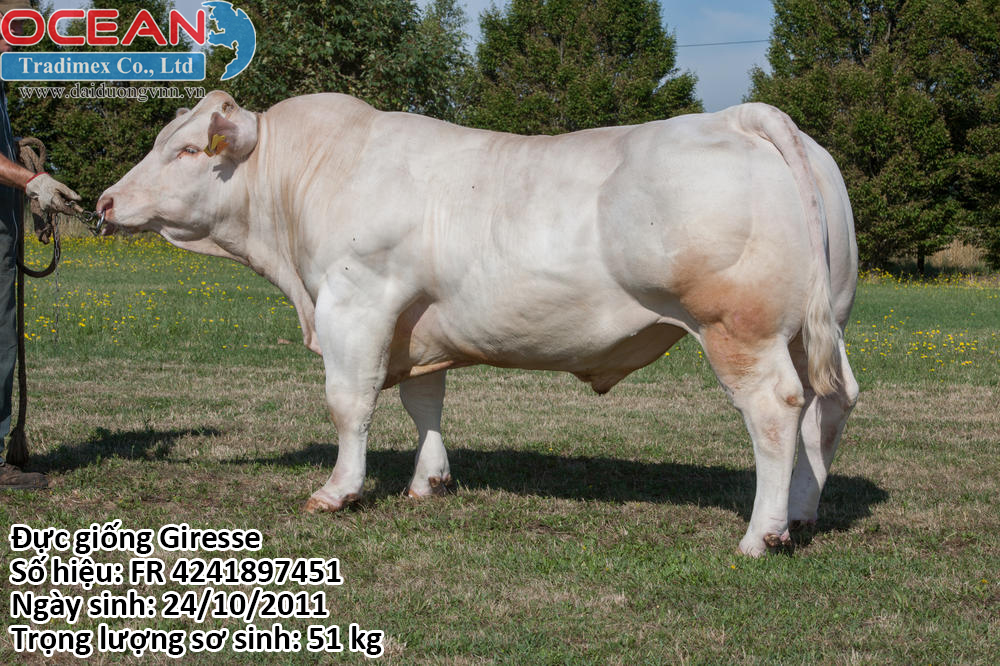 Tên đực giống: Giresse