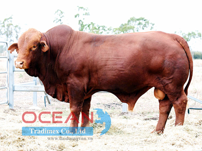 Tên đực giống: GLEN RUTH 1331