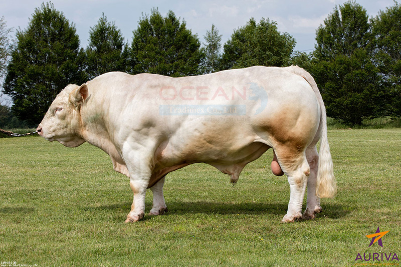 Tên đực giống: HEROS EXC