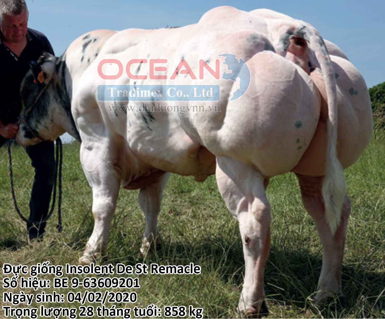 Insolent De St Remacle