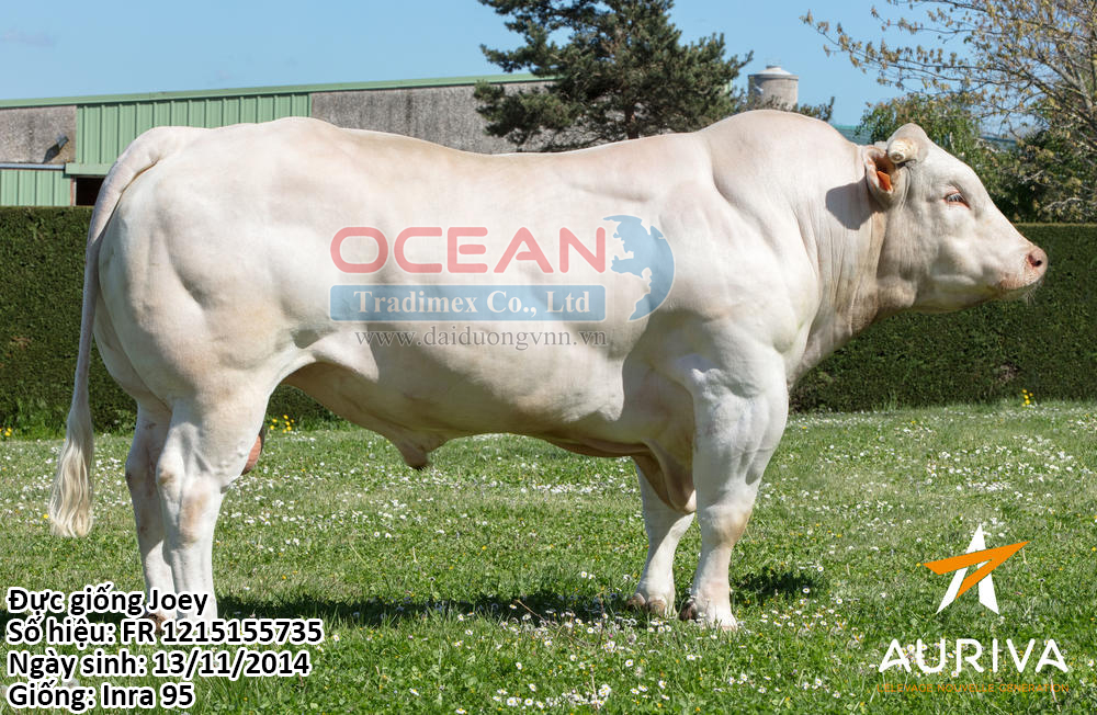 Đực giống Joey