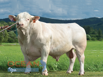 Tên đực giống: VERDEL ZE SIRÉ P