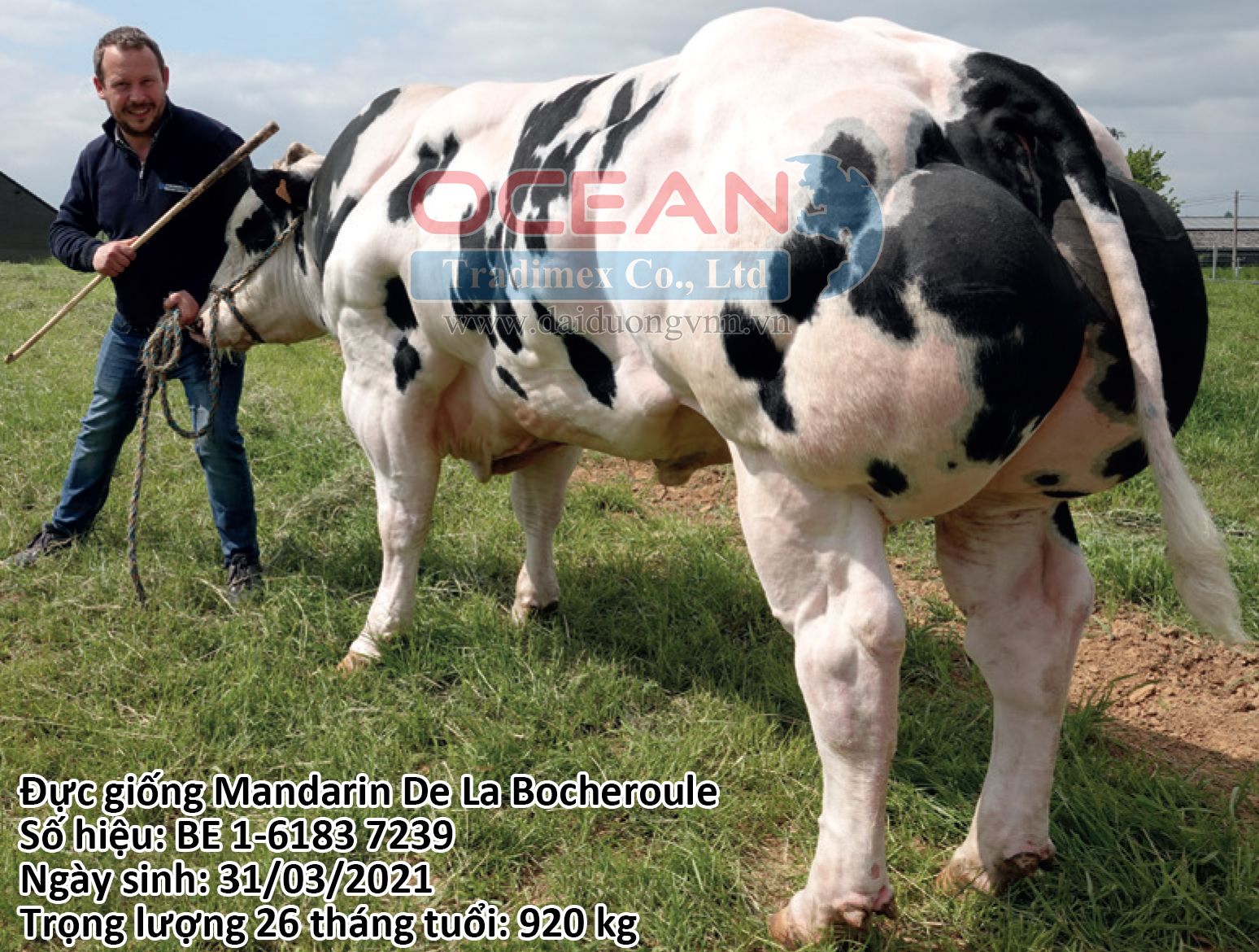 Mandarin De La Bocheroule