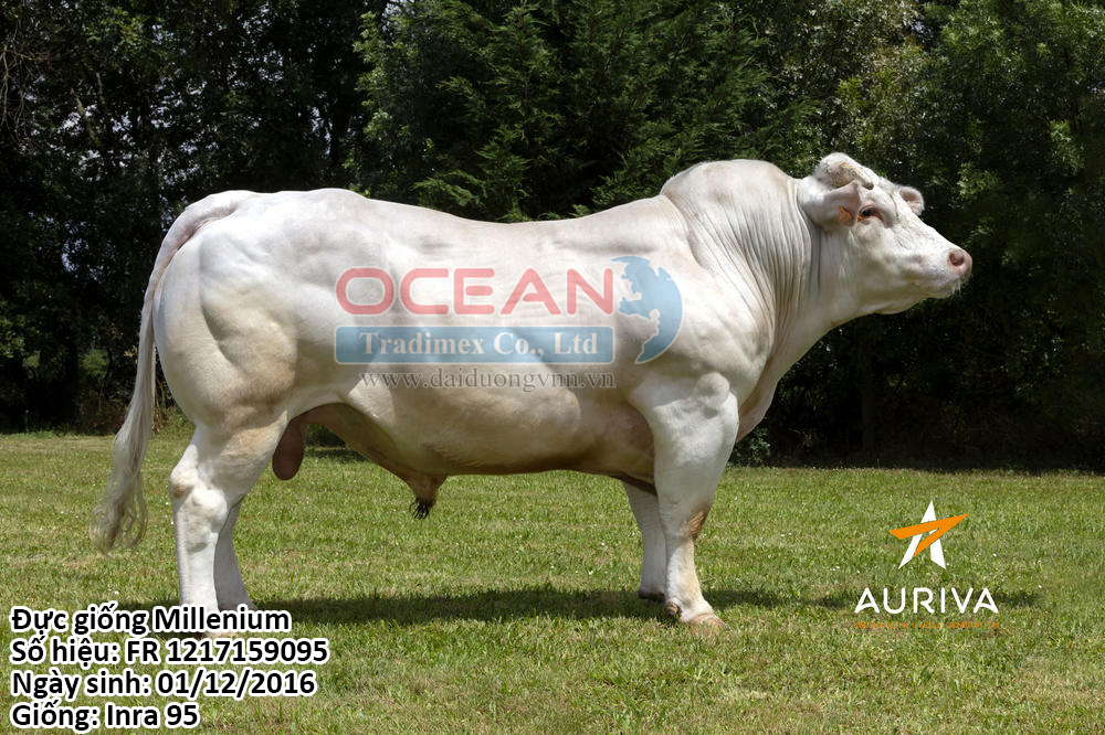 Đực giống Millenium