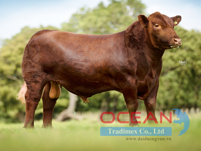 Tên đực giống: MOSSHALL RED EVOLUTION