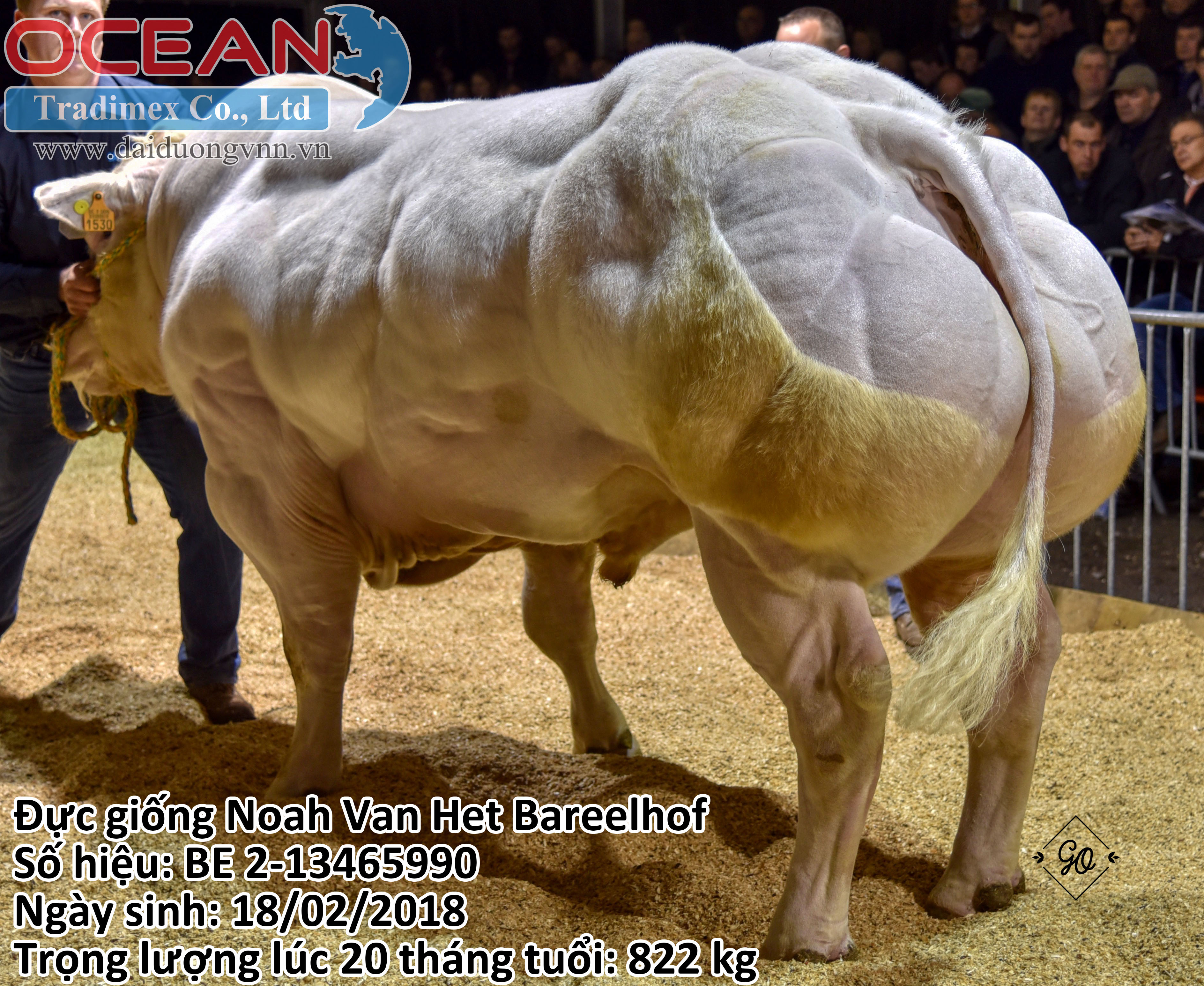 Đực giống Noah Van Het Bareelhof