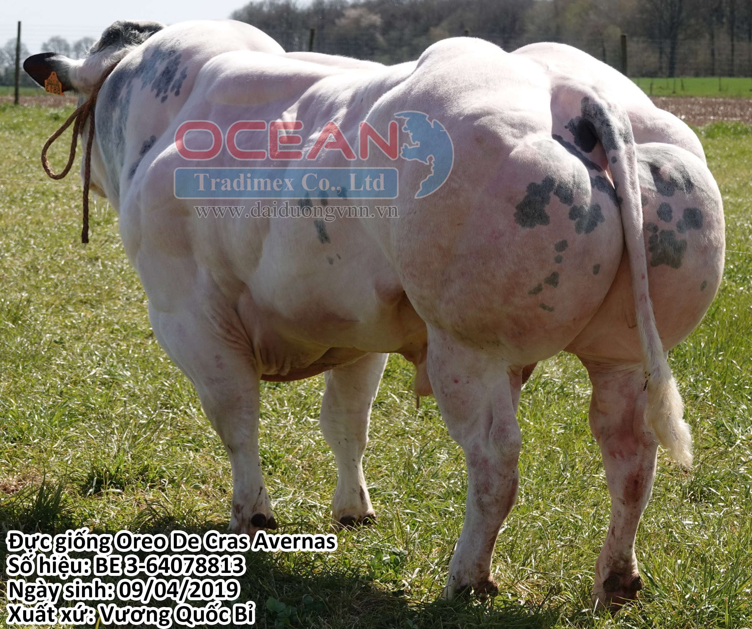 Oreo De Cras Avernas