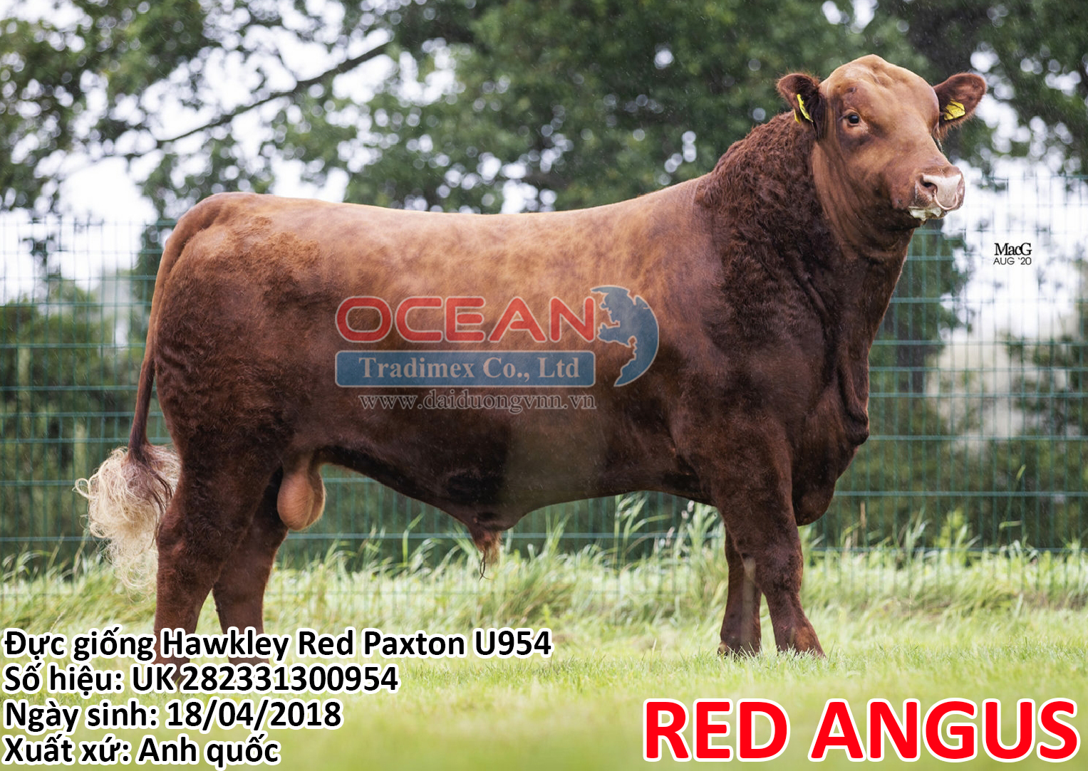 Đực giống Hawkley Red Paxton U954