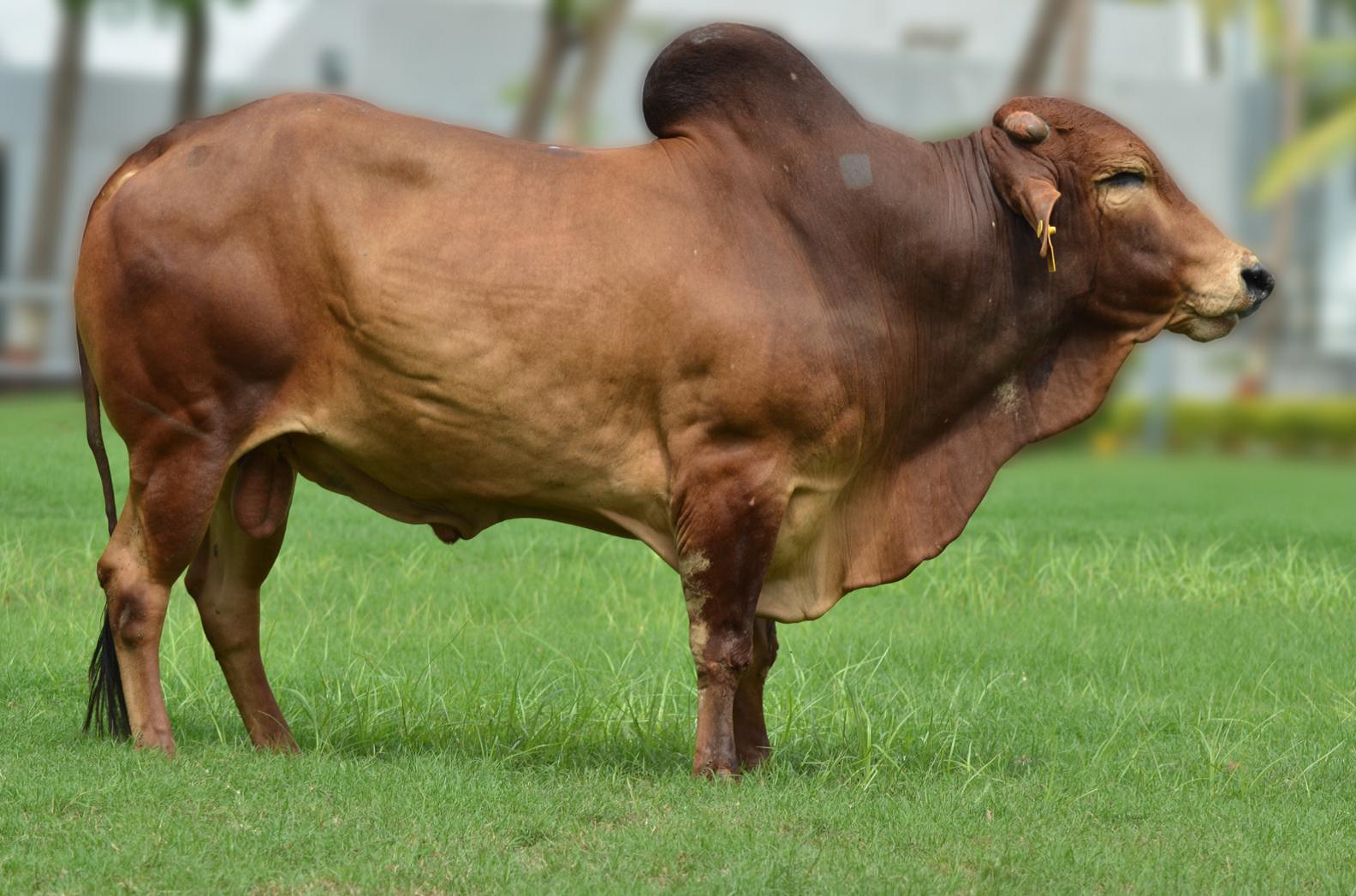 Tên đực giống: RAVI