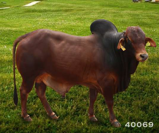 Tên đực giống RS-40069