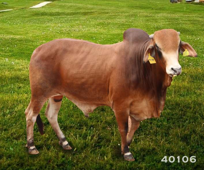 Tên đực giống: Số hiệu RS-40106