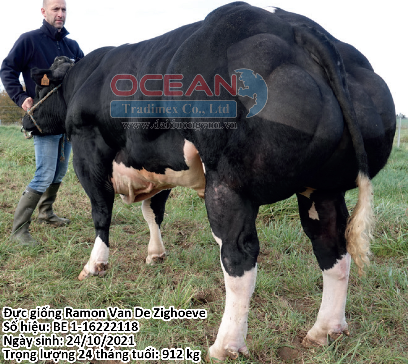 Ramon Van De Zighoeve