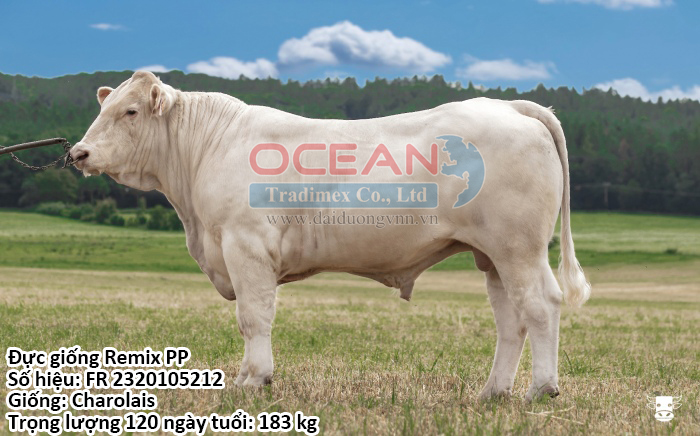 Đực giống Remix PP