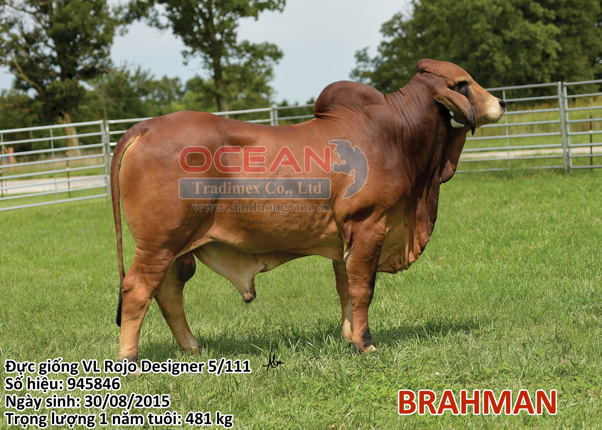 VL Rojo Designer 5/111