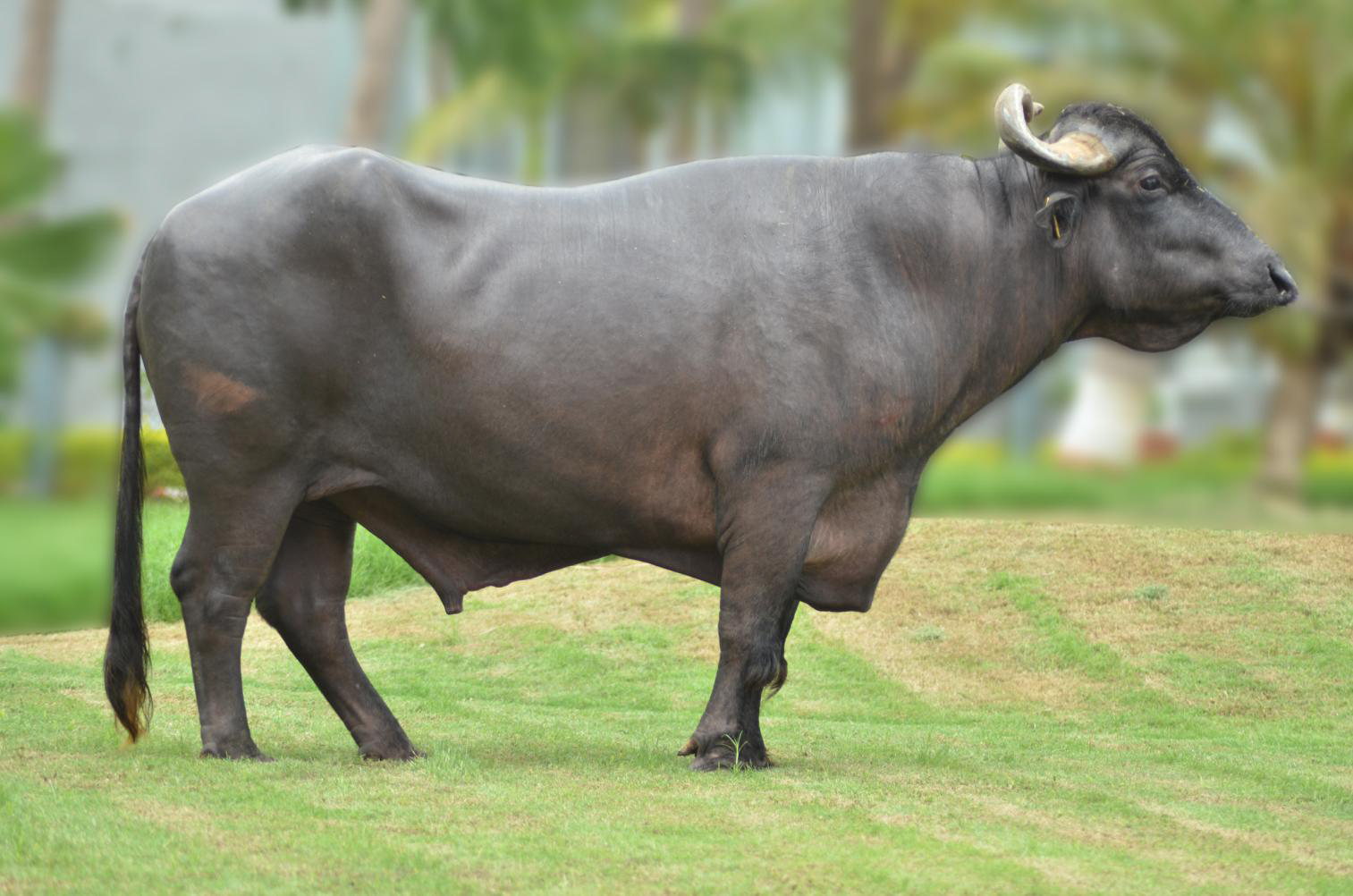 Tinh trâu Murrah BM-318