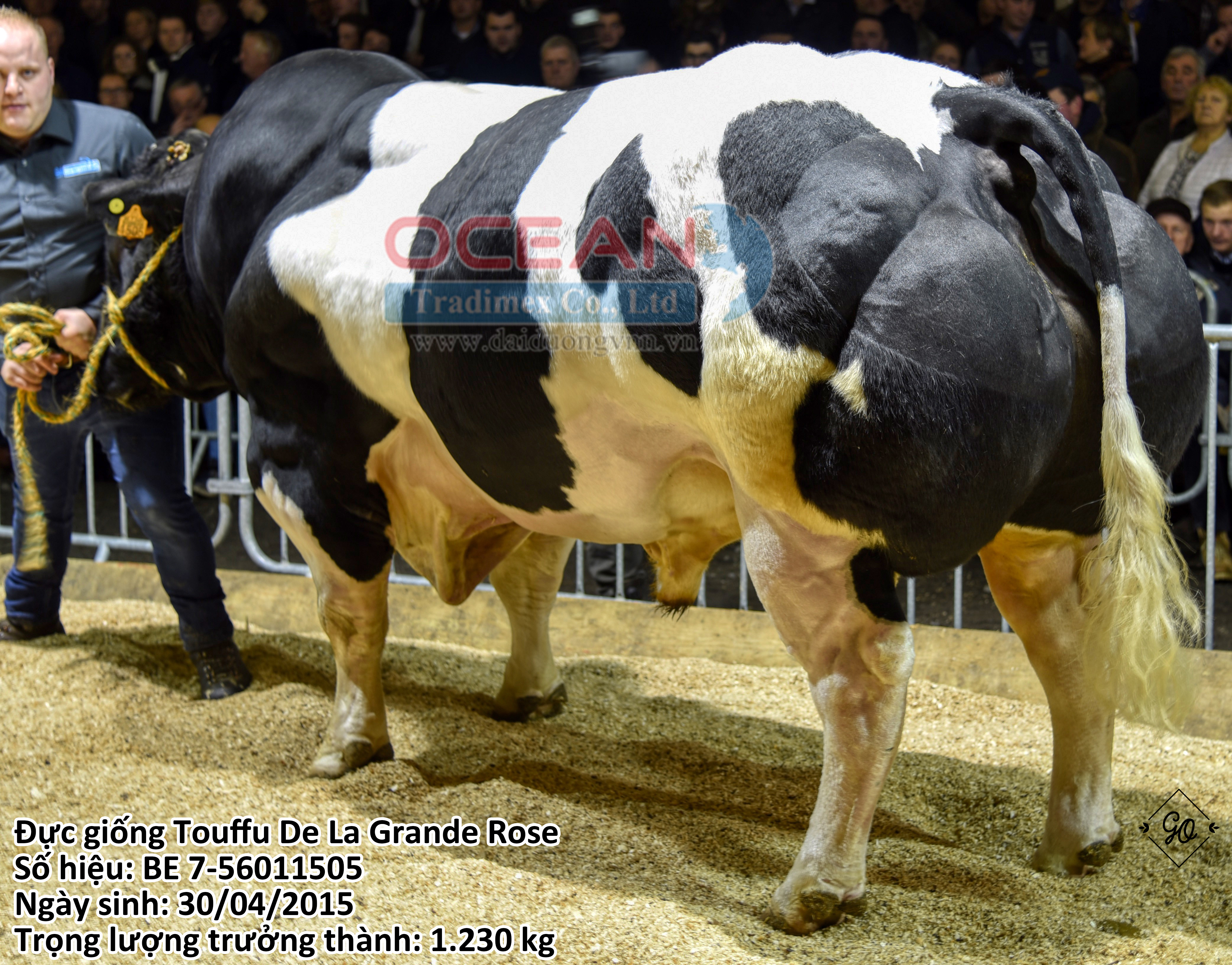 Toffu De La Grande Rose