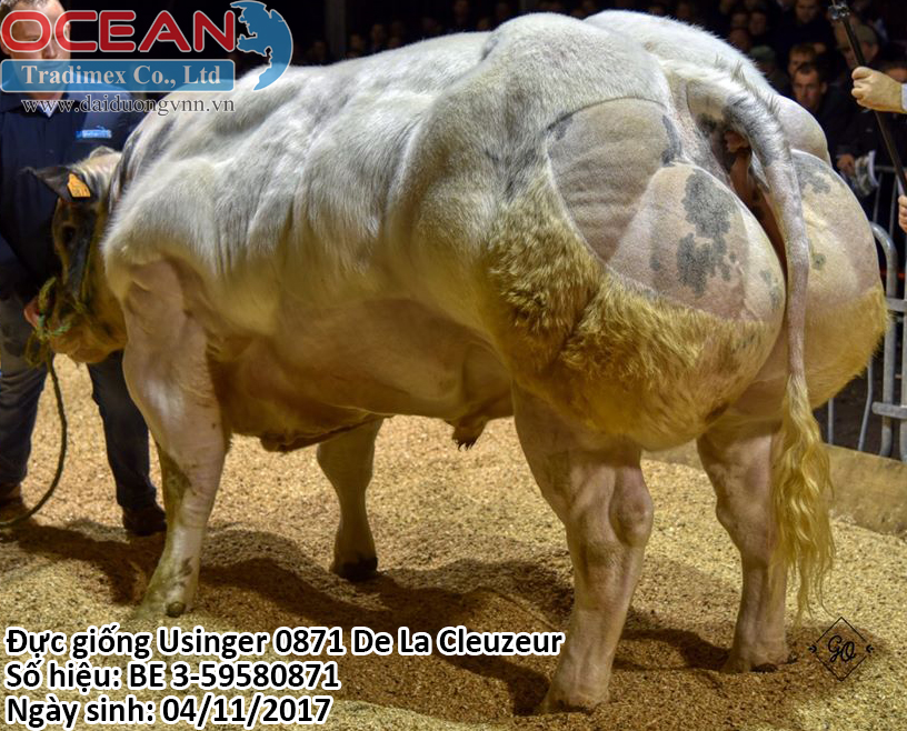 Đực giống Usinger De La Cleuzeur