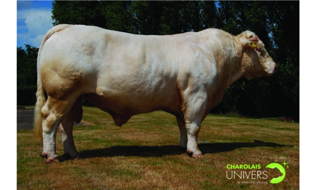 Tên đực giống: VOLVIC