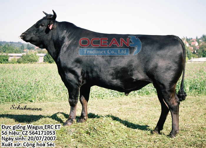 Đực giống Wagus ERC ET